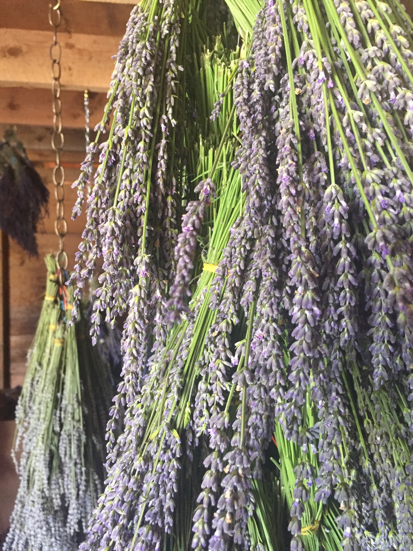 Glendarragh Dried Lavender Bunch