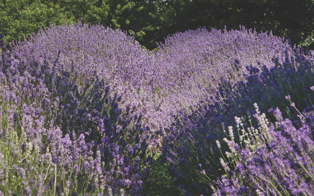 Glendarragh Farm Lavender GIFT CARD