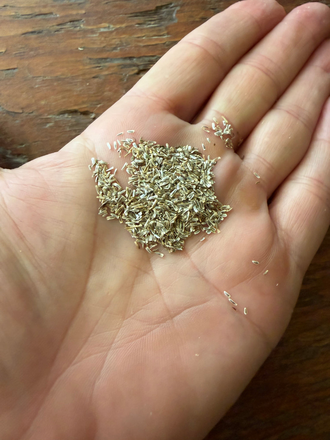 Yarrow Is Easy to Grow for  Pollinators and YOU!