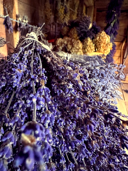 Glendarragh Dried Lavender Bunch