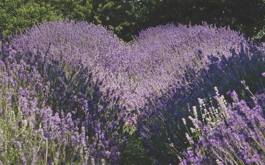 Glendarragh Farm Lavender GIFT CARD